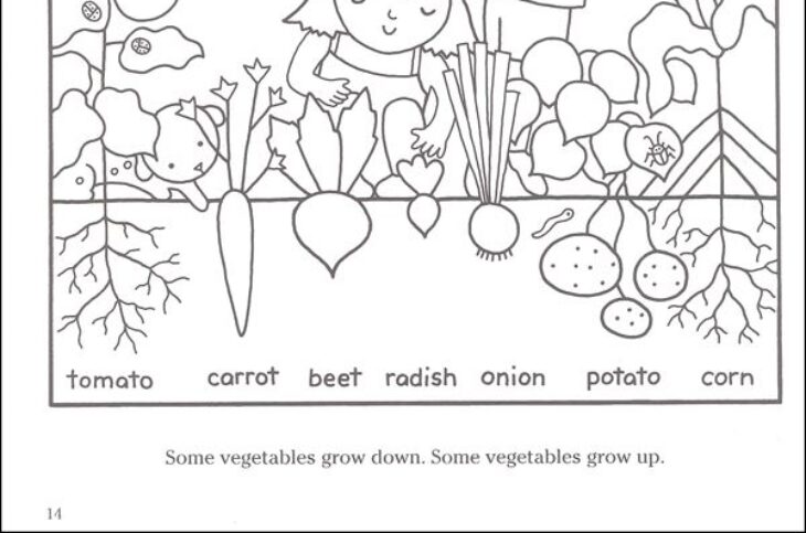 vegetable garden coloring page vegetable garden coloring page