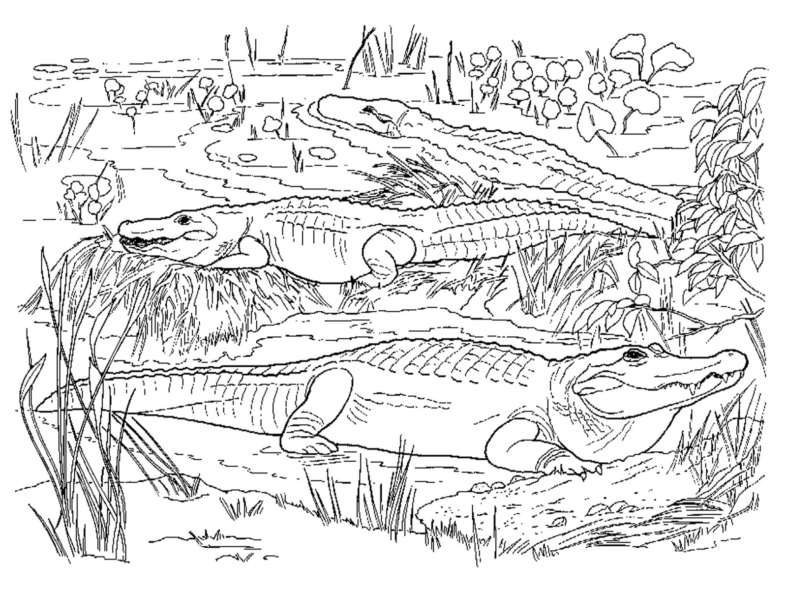 printable alligator coloring pages