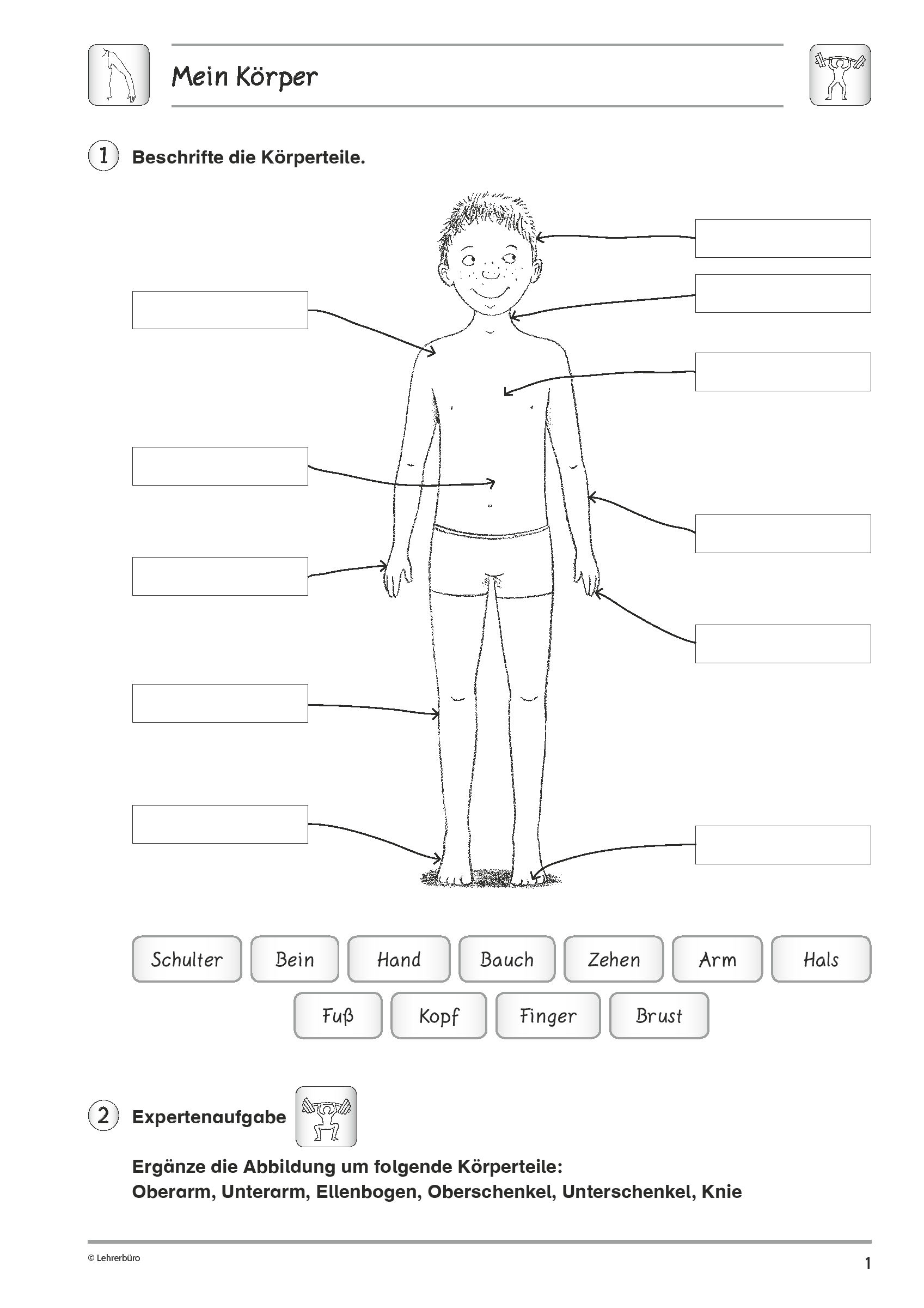 mein korper und ich kindergarten