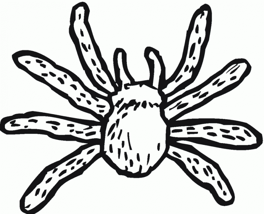 Free Printable Spider Coloring Pages For Kids