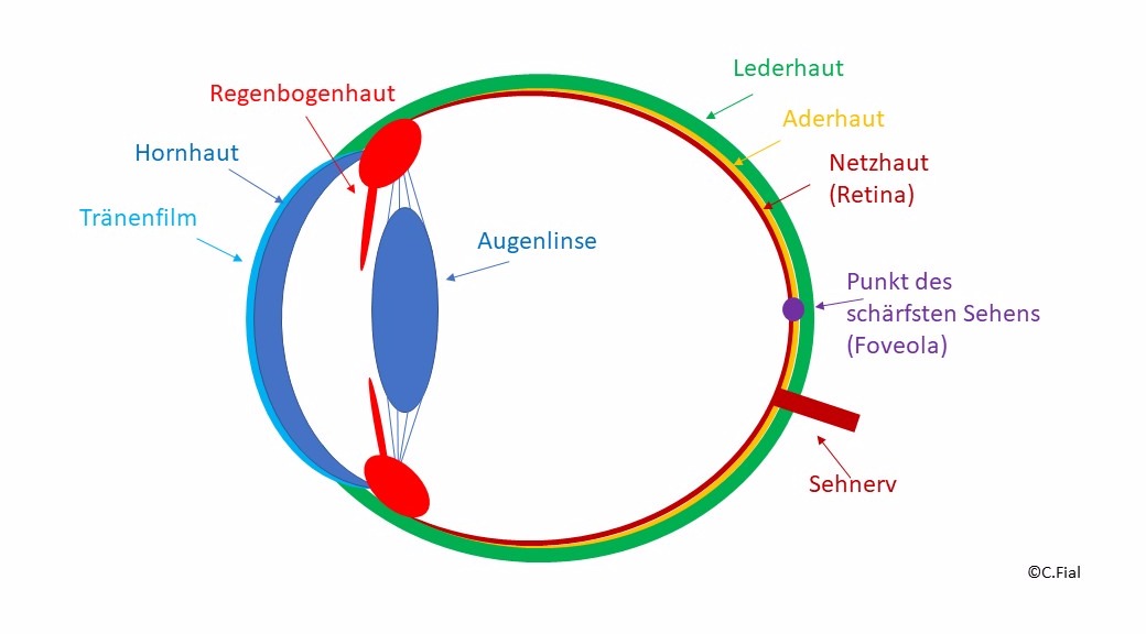 netzhaut des auges kreuzwortratsel