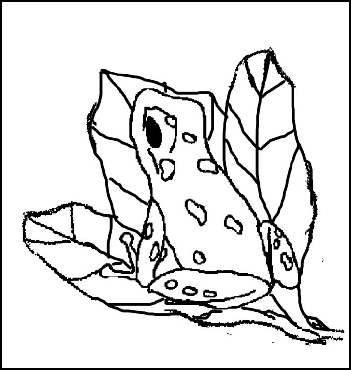 poison dart frog coloring pages