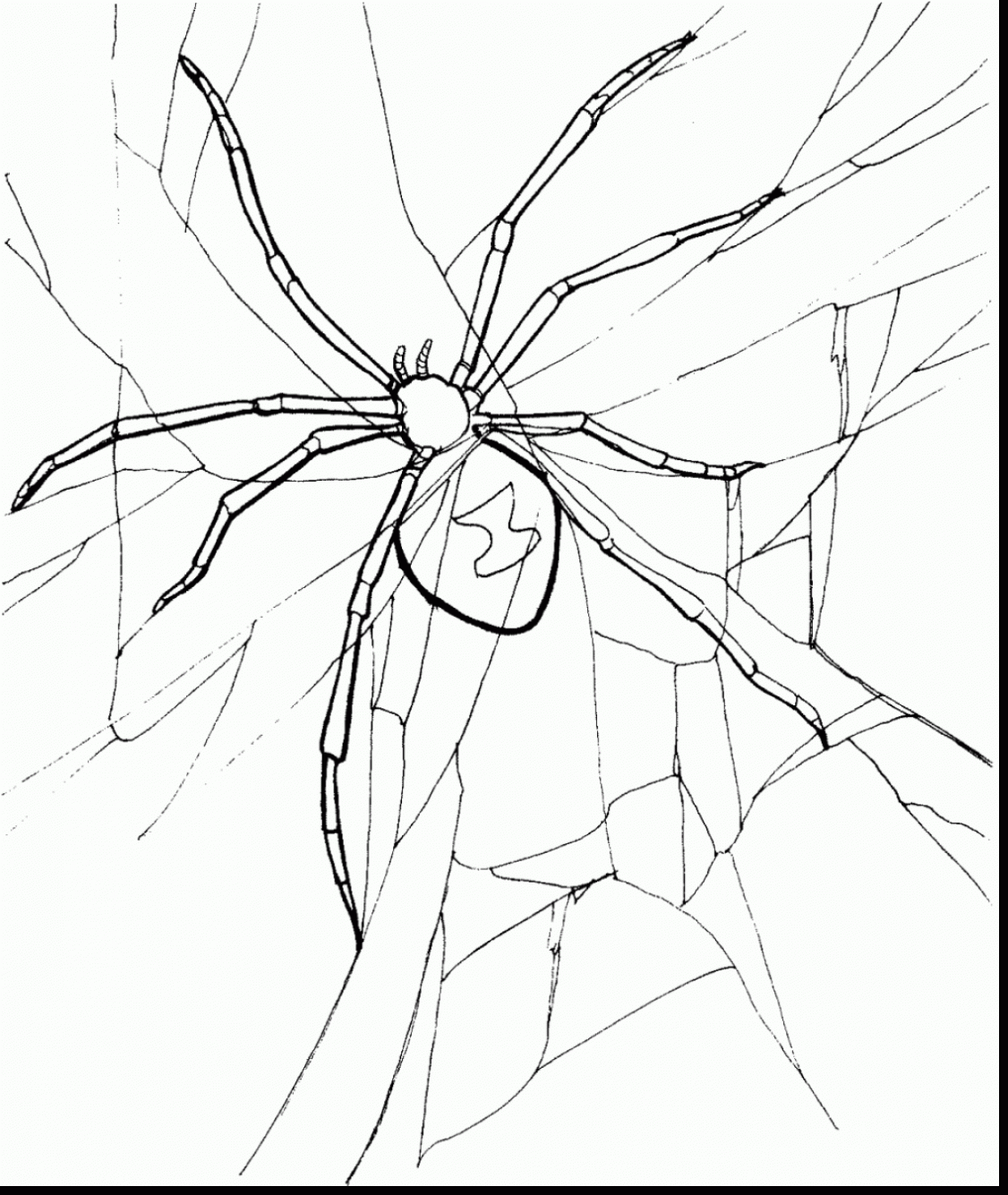 black widow spider coloring page