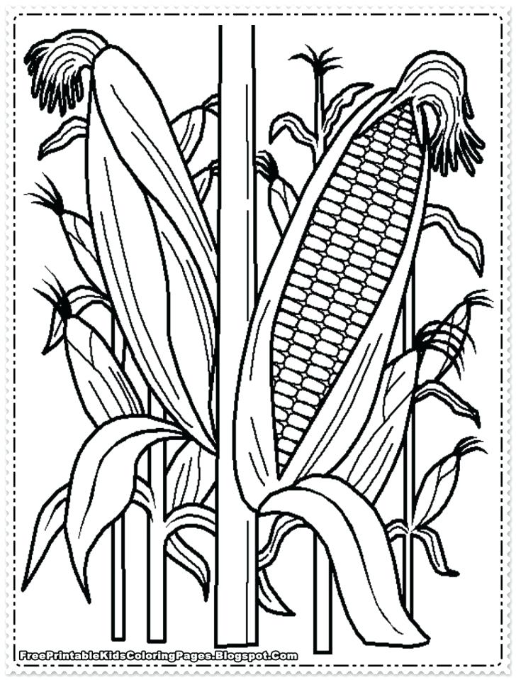 corn stalk coloring page