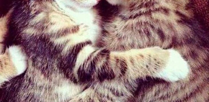 2 petit chaton chonson 2 petit chaton chonson