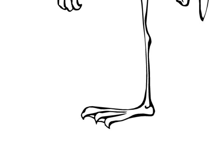 printable flamingo coloring pages printable flamingo coloring pages