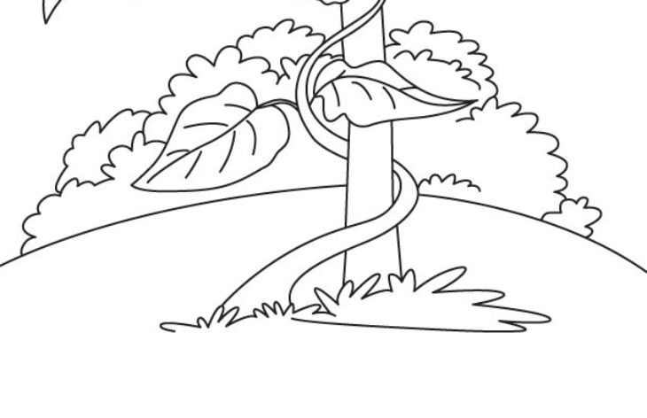 vine coloring page vine coloring page