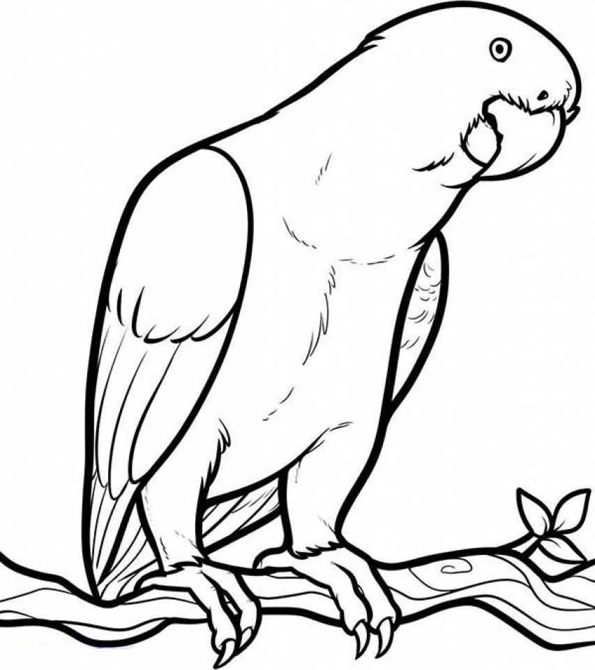 parrot coloring page