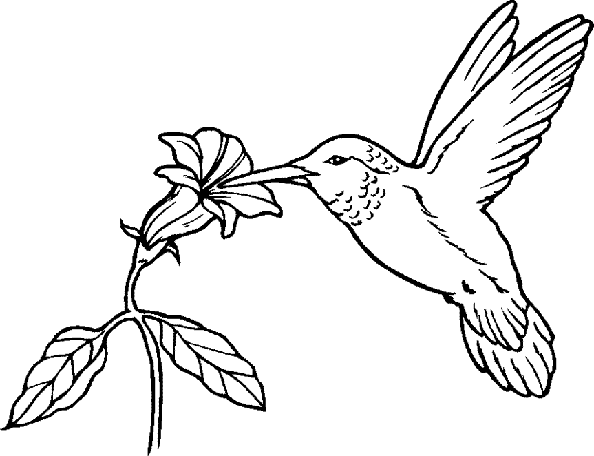 hummingbird coloring page