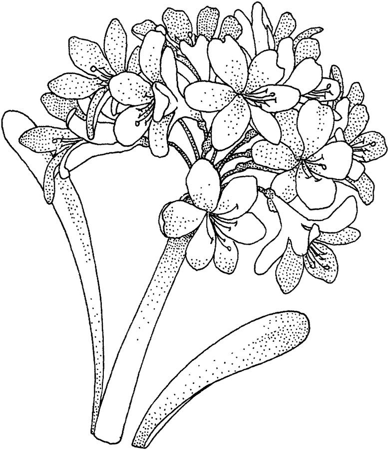 hydrangea coloring page