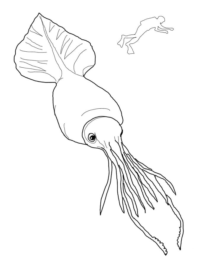 coloring pages squid