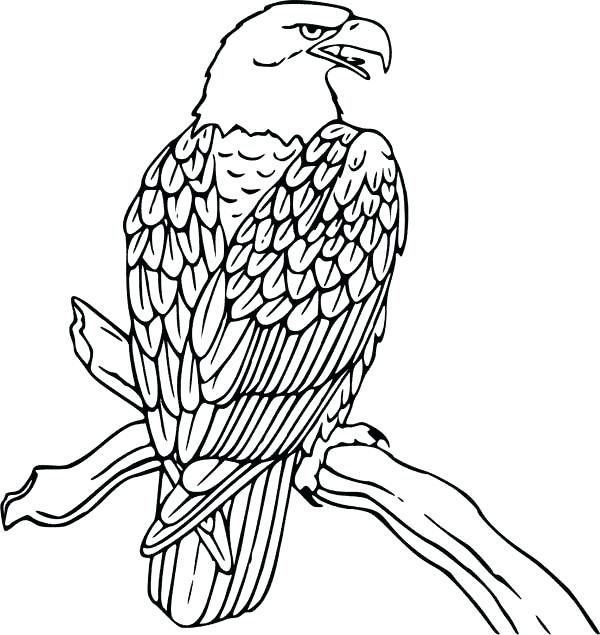 coloring pages of bald eagles