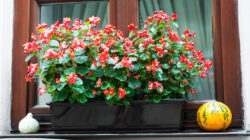 Balkonkästen Bepflanzen Herbst Winter Marishaturat