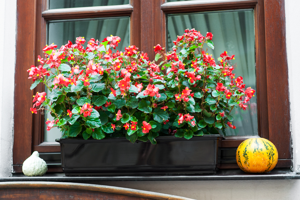 Balkonkästen Bepflanzen Herbst Winter Marishaturat