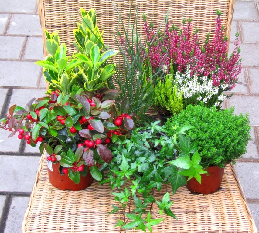 Balkonpflanzen Set Für Balkonkasten 60 Cm Lang Pflanzen Versand Für