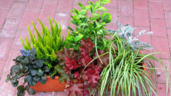 Bepflanzter Balkonkasten 60 Cm Wintergrün Im Bewässerungskasten