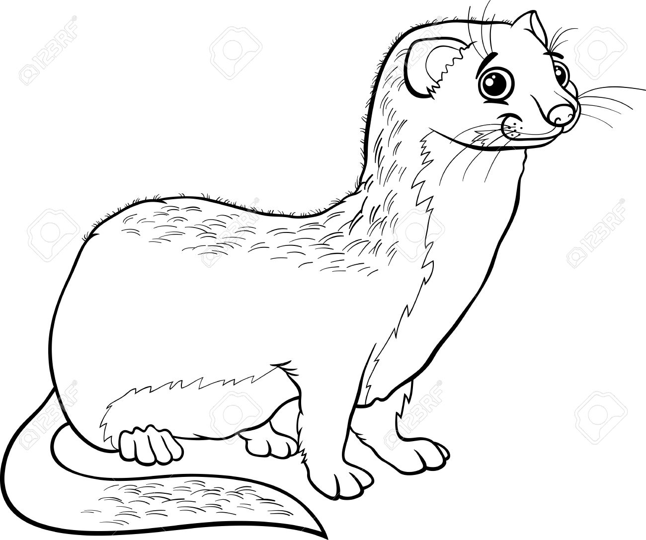 ferret coloring page