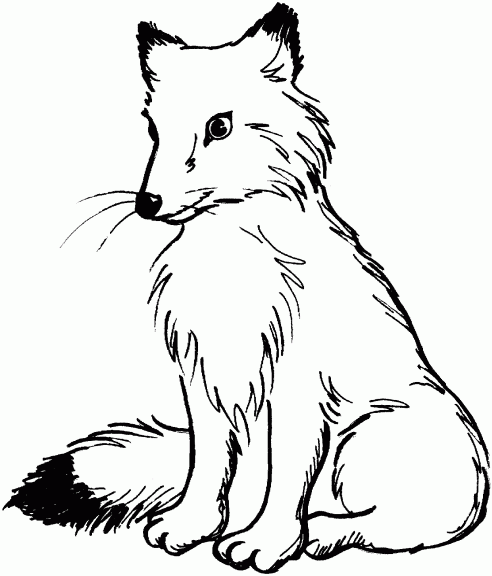 coloriage imprimer gratuit renard