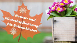 Herbst Und Winterbepflanzung Für Blumenkästen Gartenlexikon.de