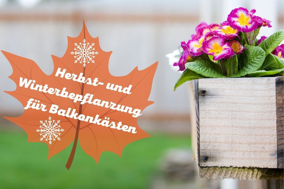 Herbst Und Winterbepflanzung Für Blumenkästen Gartenlexikon.de