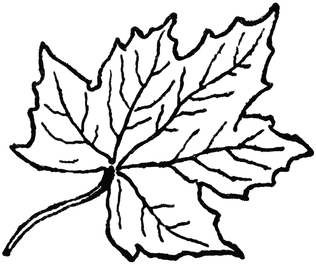 maple leaves coloring pages