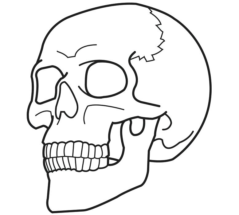 skull anatomy coloring pages