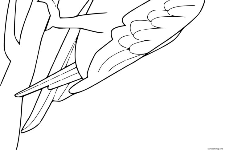 coloriage gratuit a imprimer de perroquet