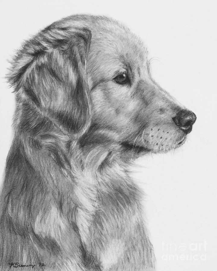 golden retriever dessin facile