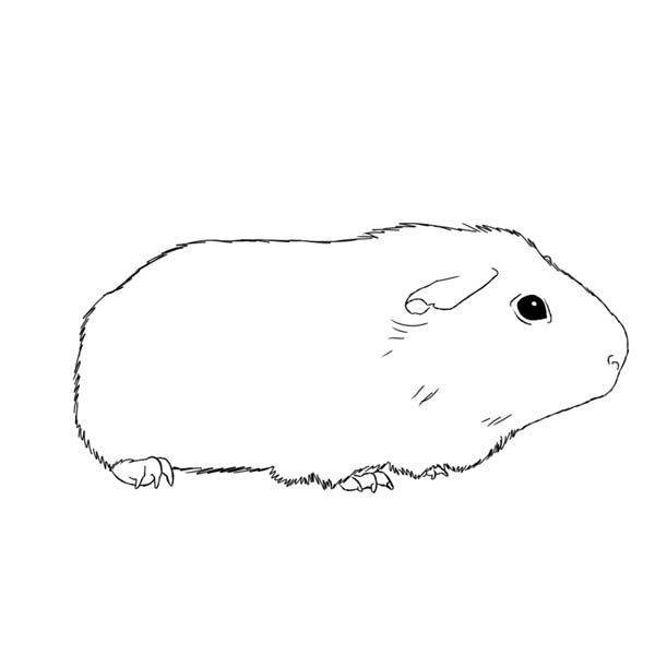 coloring pages guinea pigs