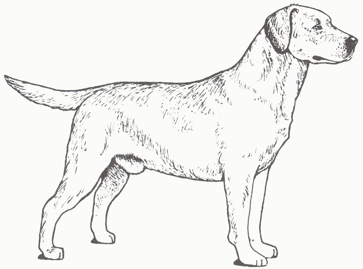 Golden Retriever Coloring Page New Golden Retriever Coloring Pages