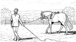 Ausmalbilder Pferde Mit Reiterin | Horse Coloring Pages, Farm Animal
