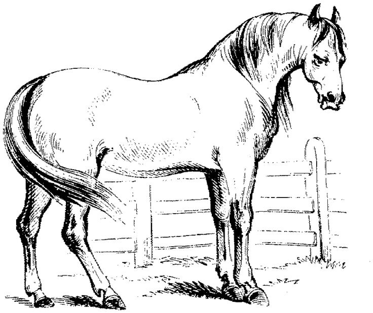 Pferde Ausmalbilder Zum Ausdrucken Malvorlagen Und Ausmalbilder