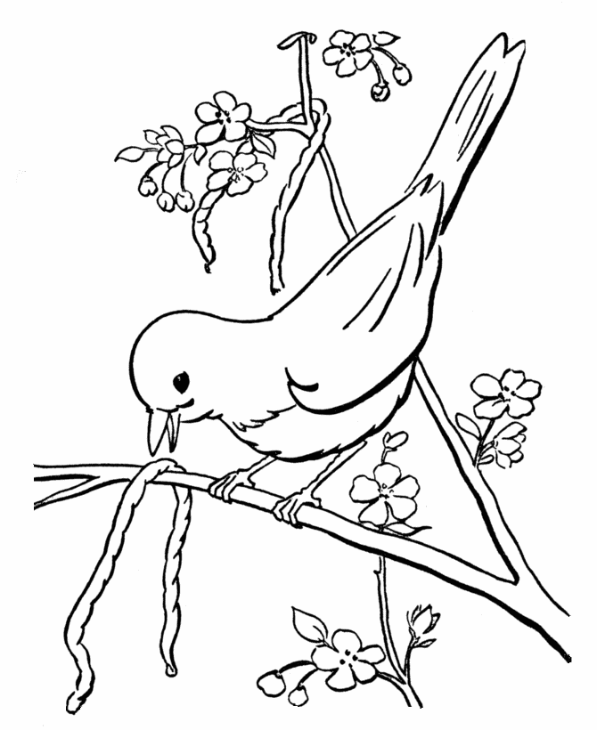 spring bird coloring pages