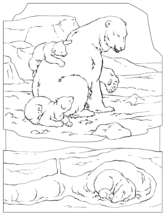 artic animals coloring pages