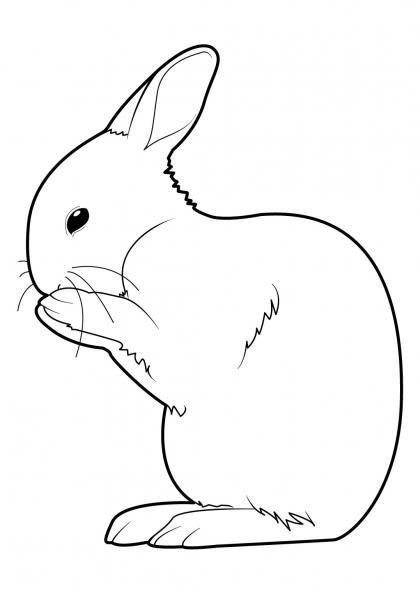 download coloriage dessin lapin background