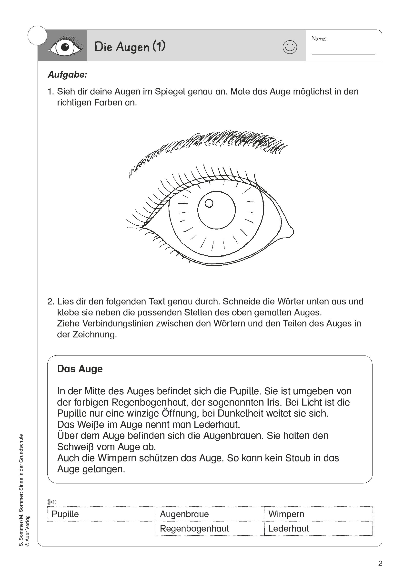 klassenarbeit auge grundschule