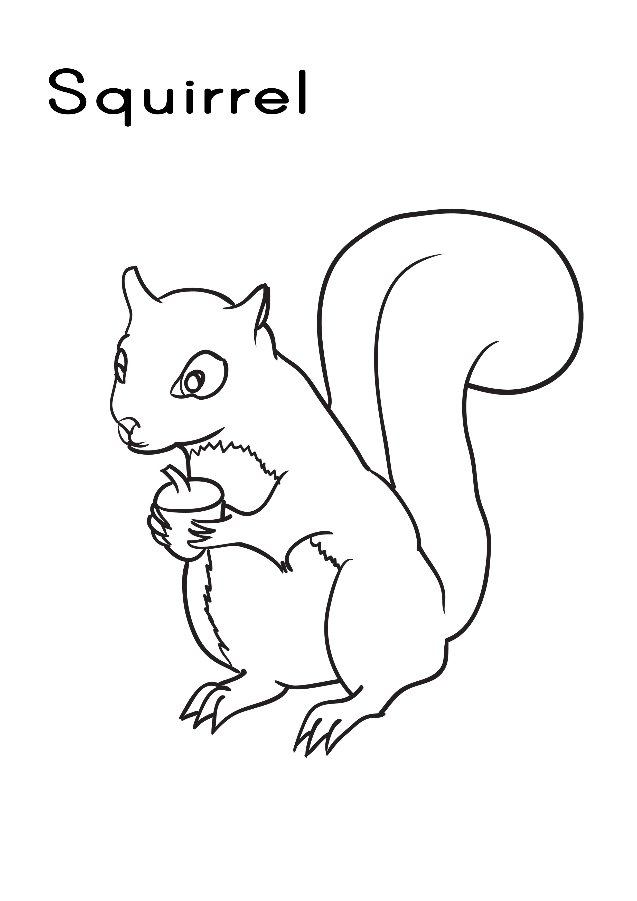 Free Printable Squirrel Coloring Pages For Kids | Animal Place