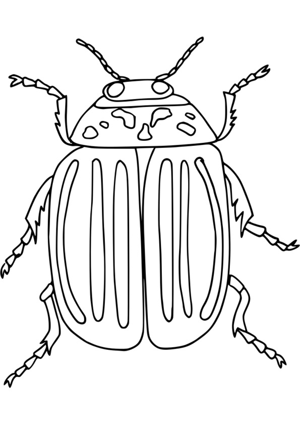 download dessin a imprimer insecte background