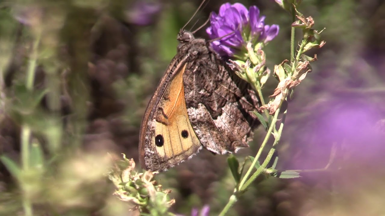 schmetterling spanisch