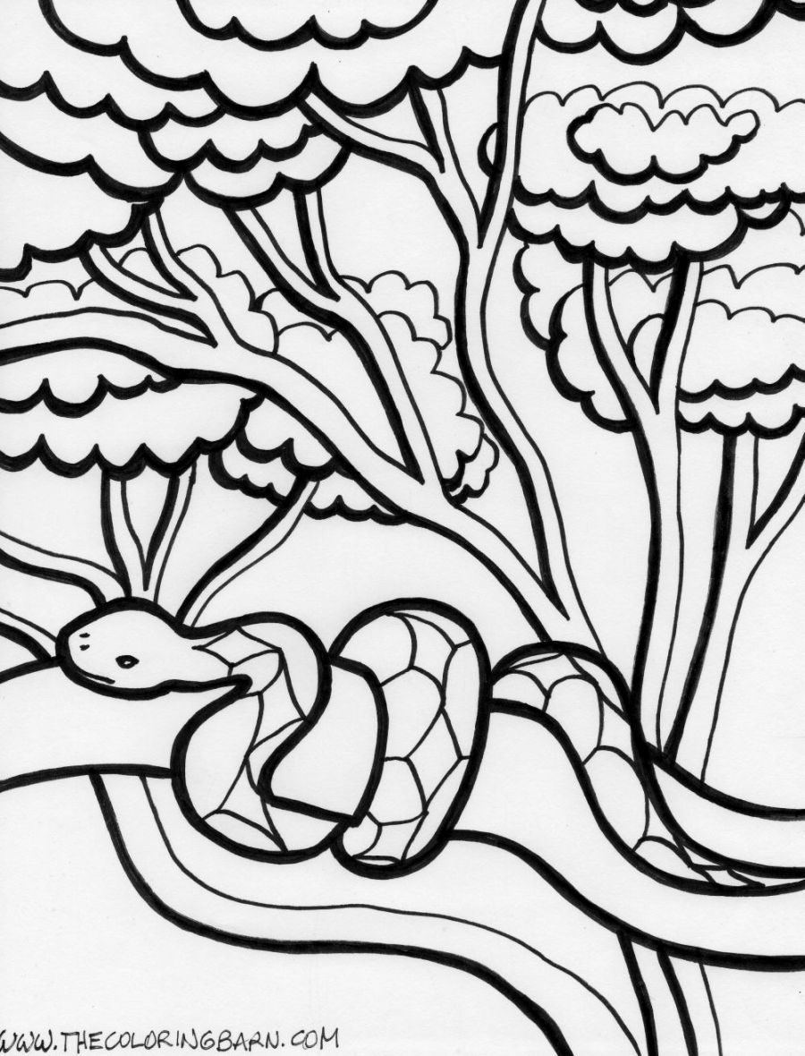 rainforest coloring pages printable