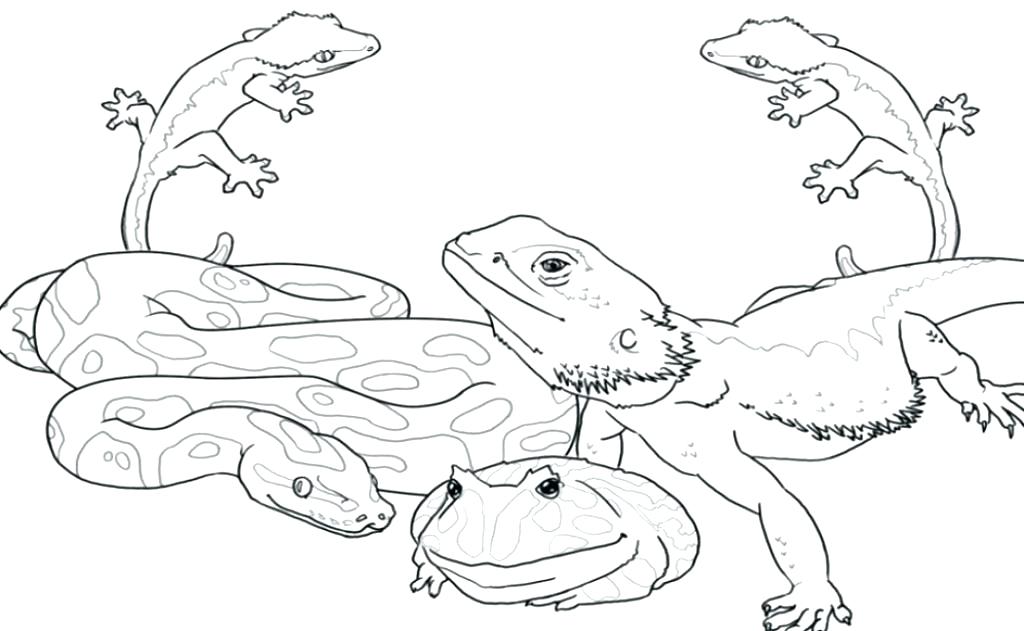 reptiles coloring page