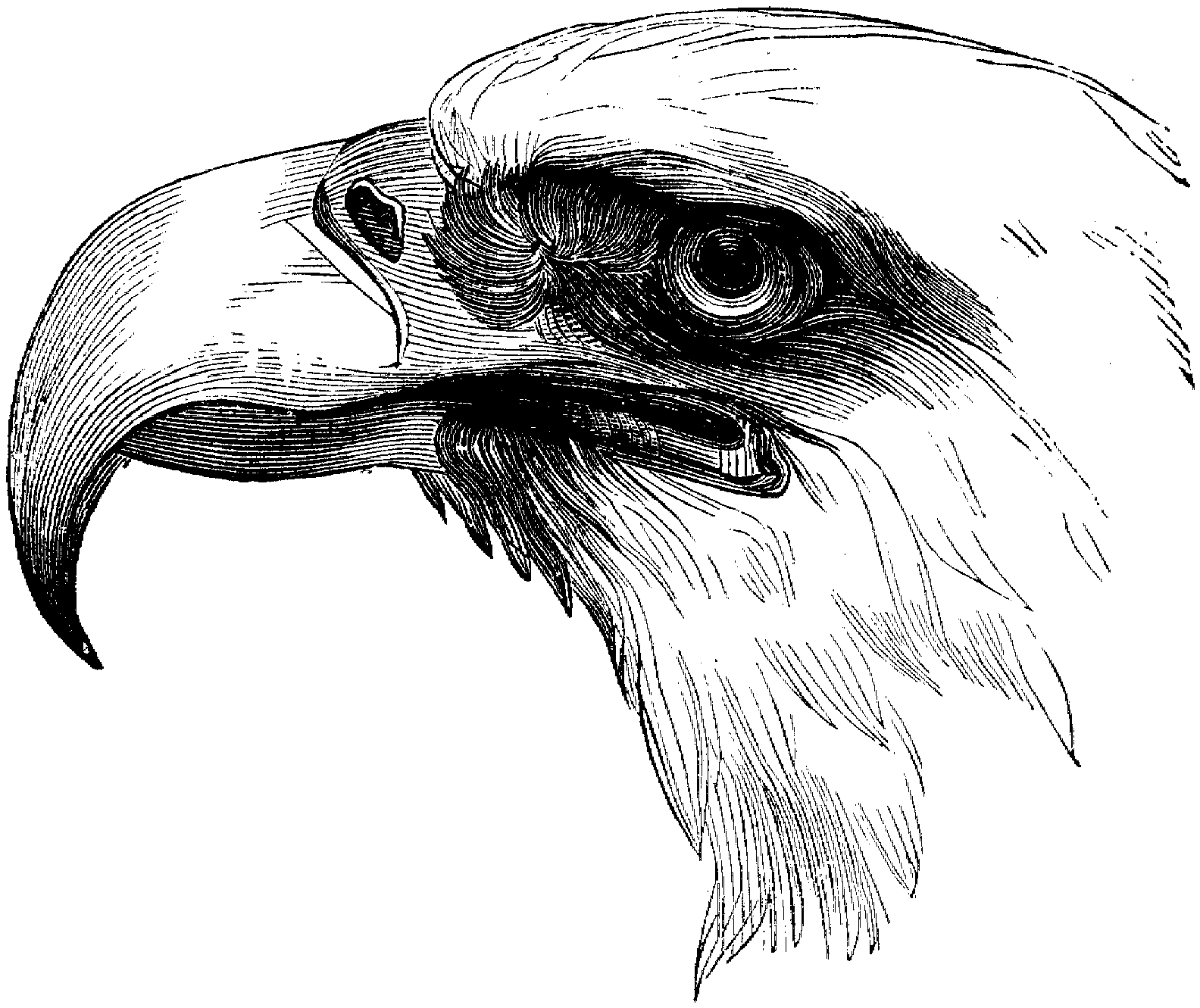 eagle coloring pages free