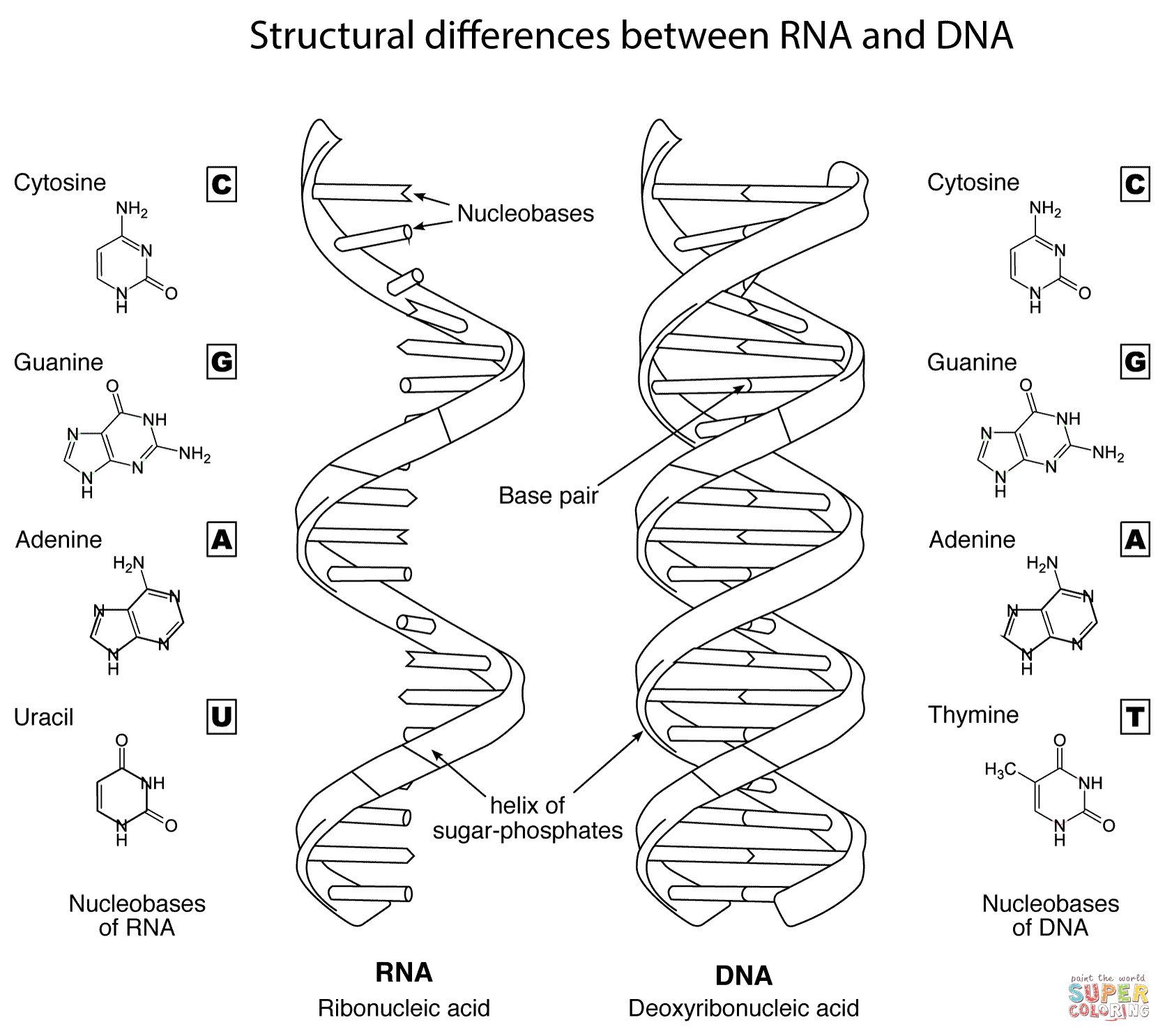 biology coloring page