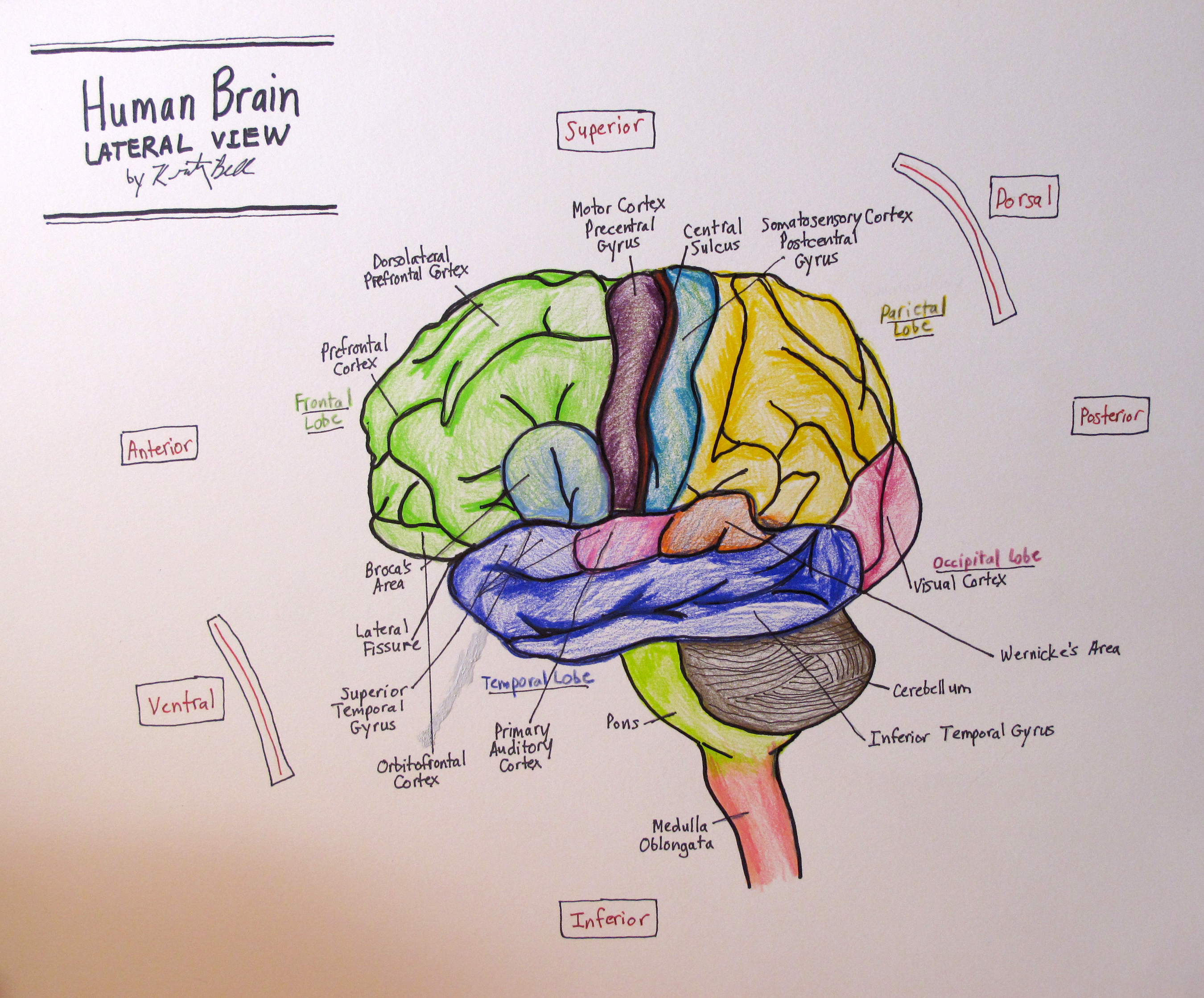 Drawing Of The Brain With Labels at GetDrawings | Free download