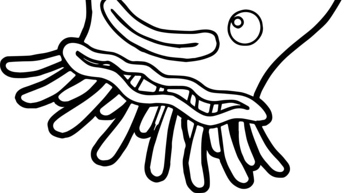 Coloring Pages Of Jellyfish Jellyfish Coloring Pages To Download And Print For Free