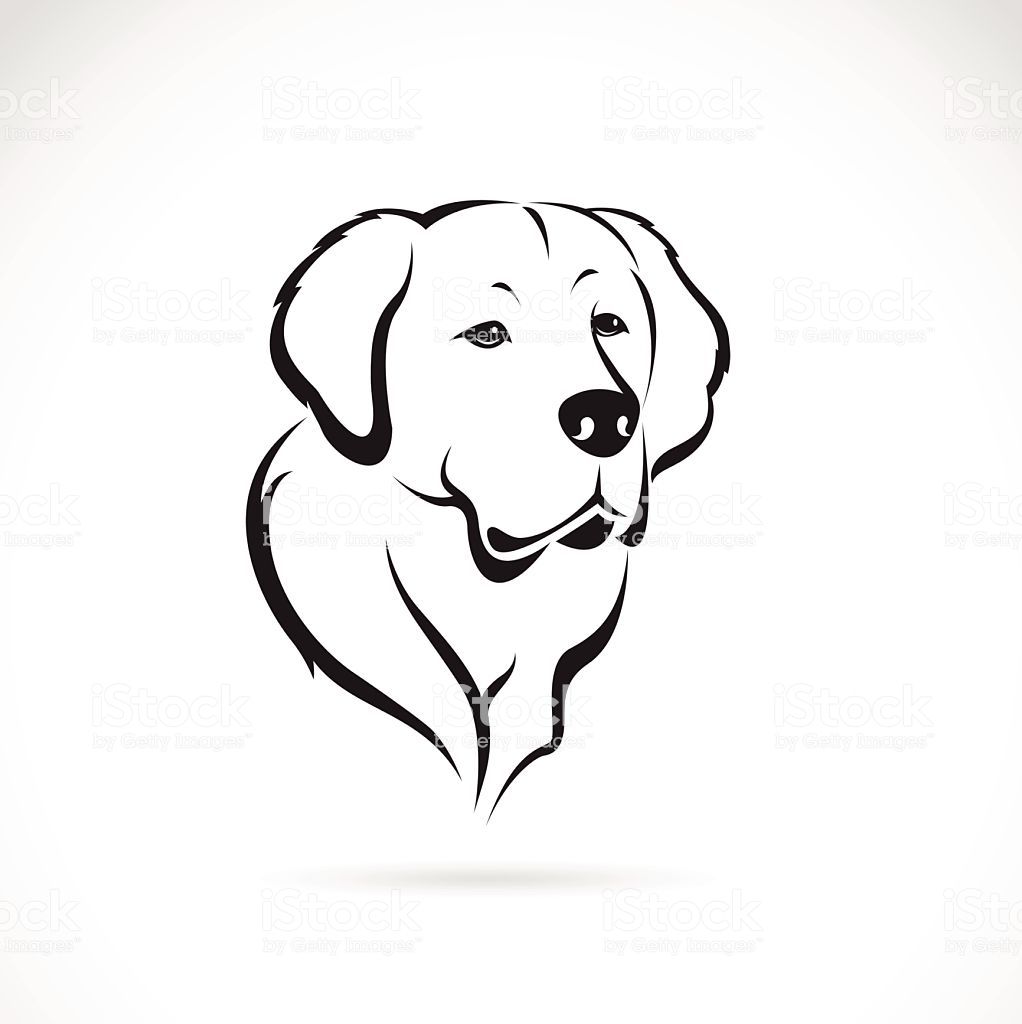 golden retriever dessin