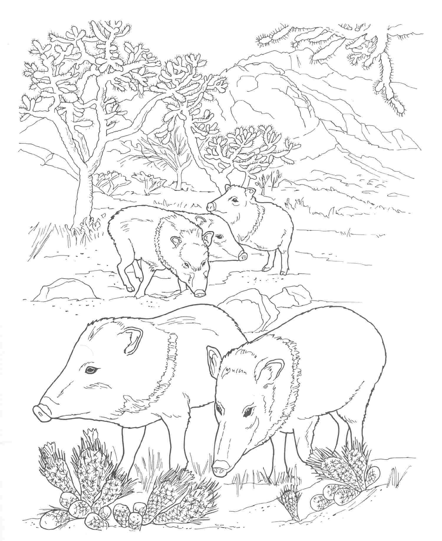 southwestern coloring pages