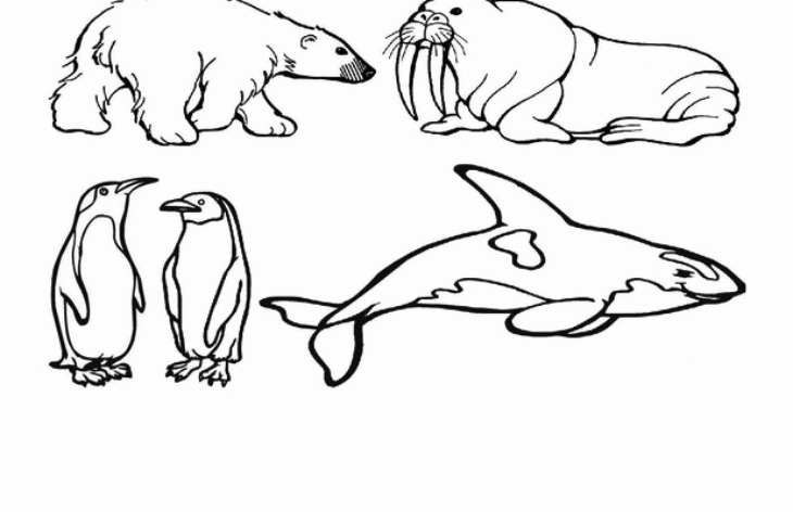 Arctic Animal Coloring Page Free Printable Arctic Animals Coloring Pages