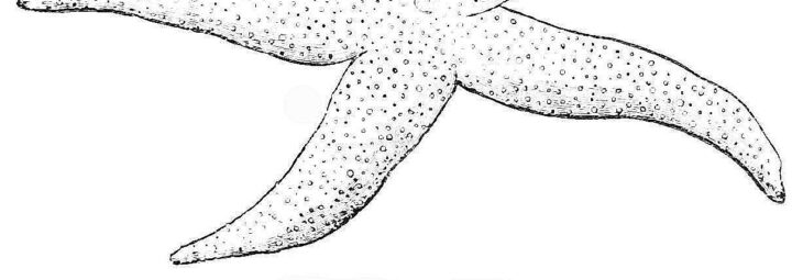 Starfish Coloring Page Starfish Coloring Page For Kids