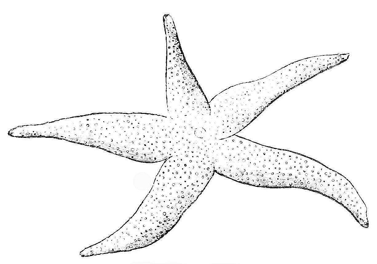 starfish coloring page